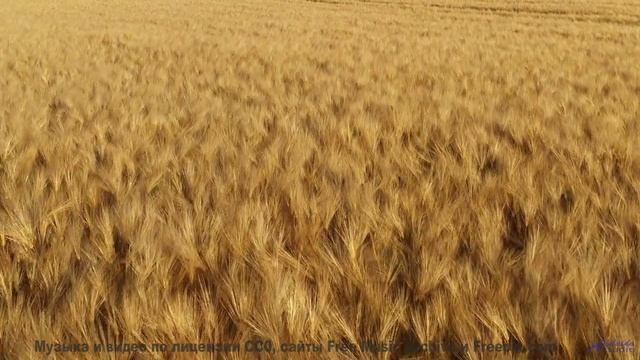 Вы никогда не слышали ничего подобного - это взорвет ваш разум! - Hello Beloved -- Ayla Nereo -- Beh