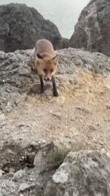 Кормление лисы с руки