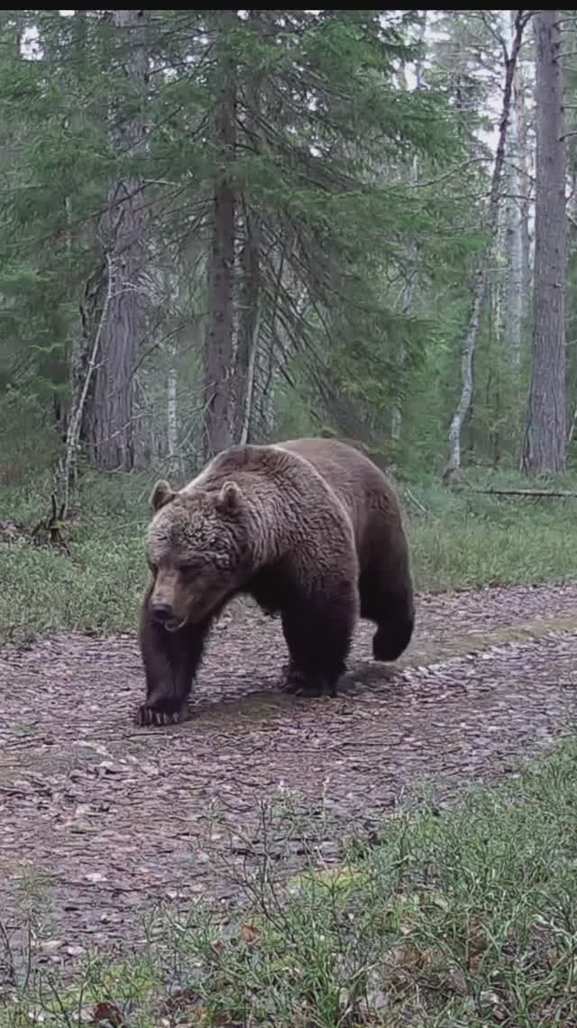 Медвежьи будни в НП "Онежское Поморье"