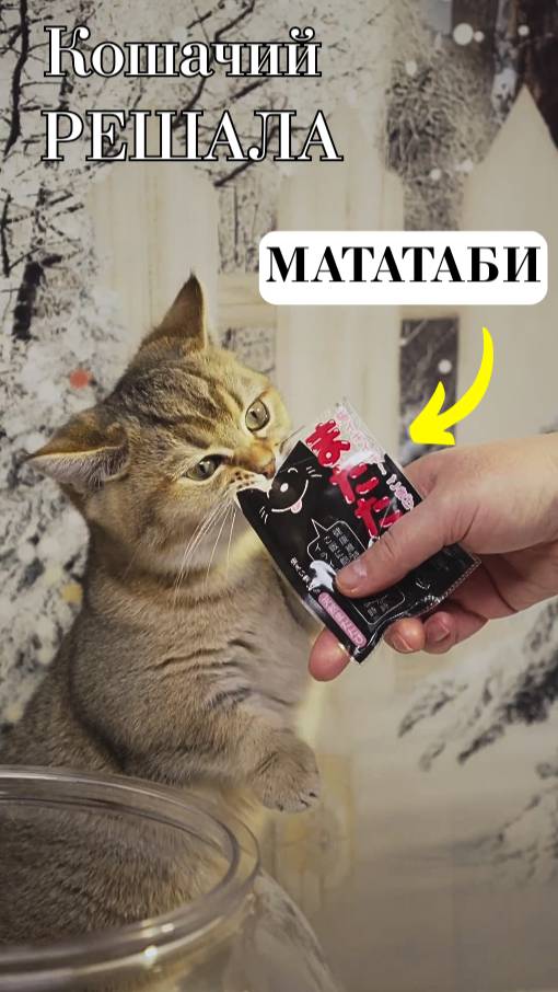 Это развеселит любого котика!