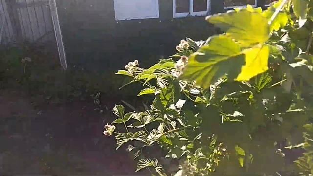 31.05.2024 _ Моя любимая дача