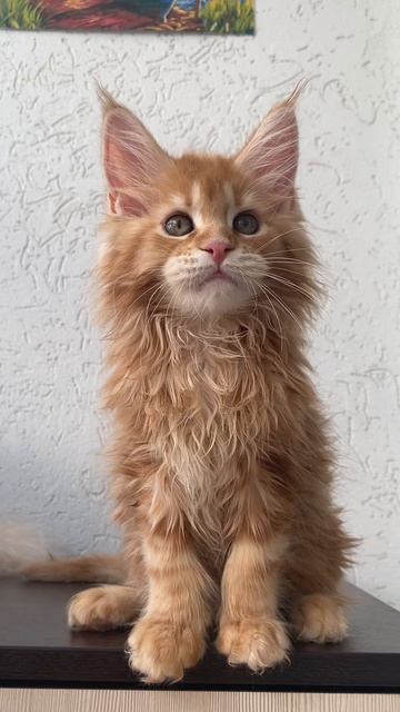 Котенок мейн-кун