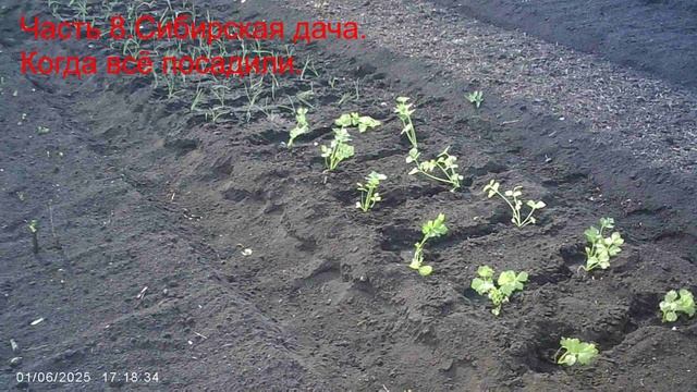 01.06.17.18.Часть 9.Сибирская дача.Когда всё посадили.