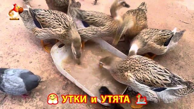 Утки с Утятами гармония во дворе 🦆🤗❣️(52)