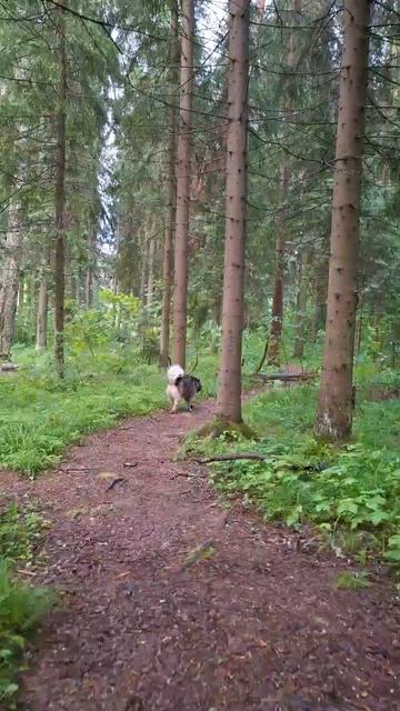 После вечерней грозы.