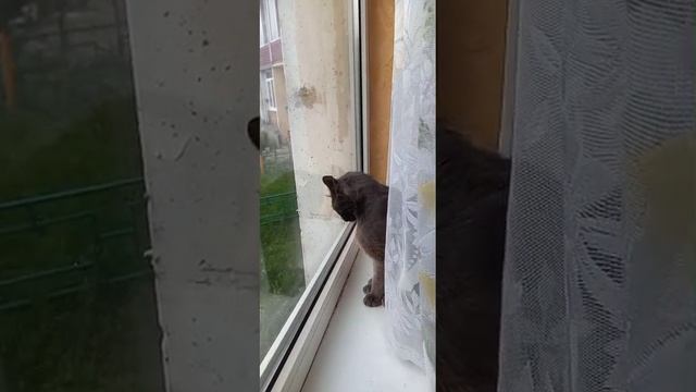 почти дикий
