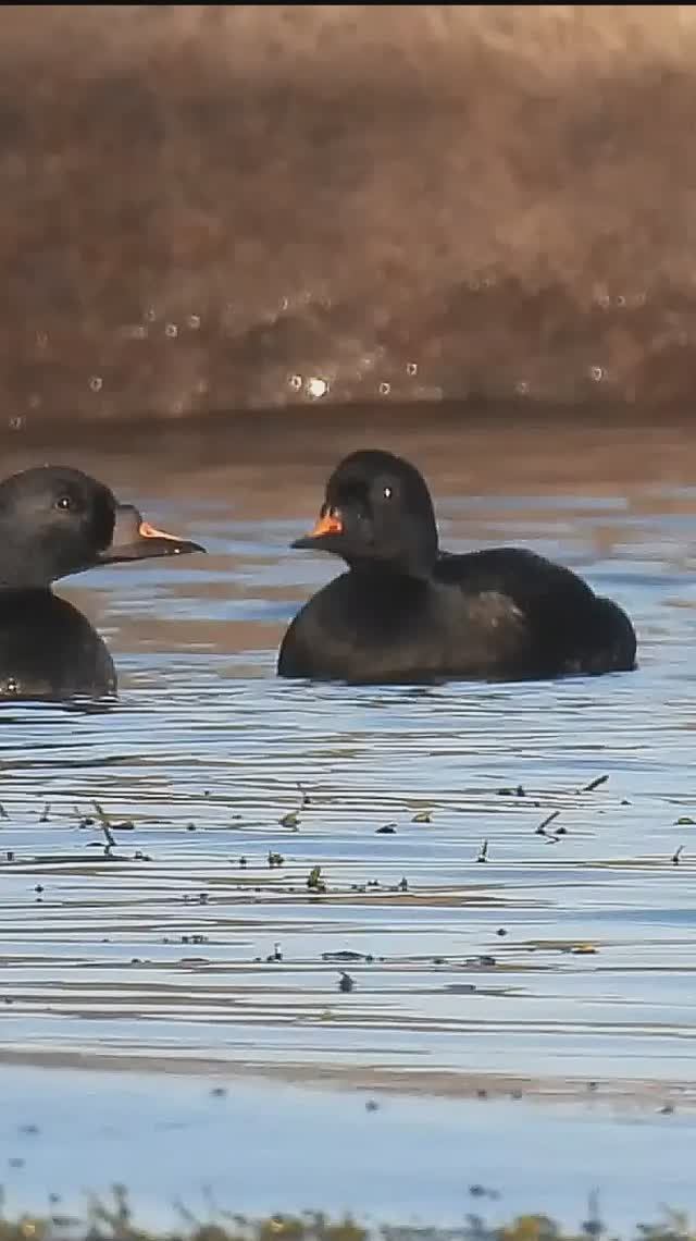 Синьга на Белом море в НП "Онежское Поморье"