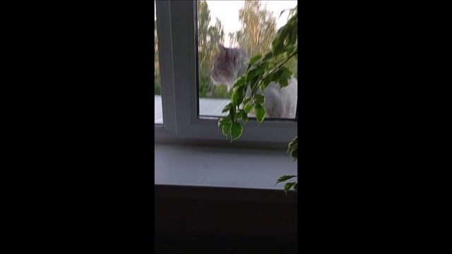 Кот. Кос