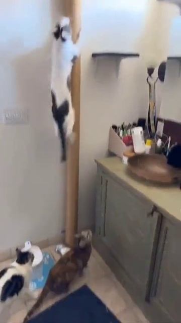 Всё для котиков