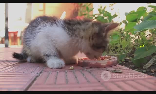 Котик! Мой миленький, хорошенький, мой котик! Мульт-Кли
