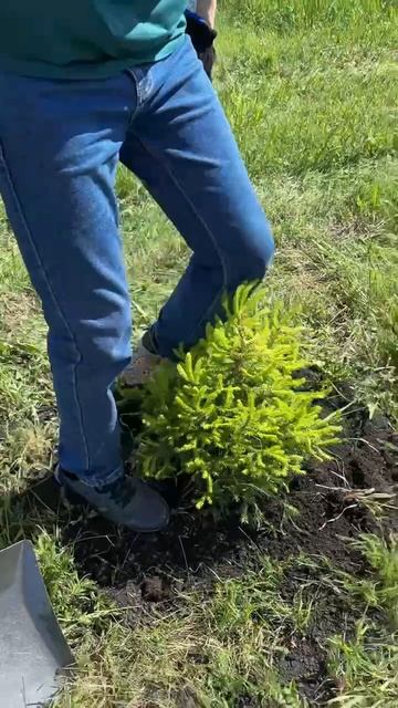 🌿 Трудовой десант «Маевка-2025»: сажали ели, красили, убирали — создавали уют вместе!
