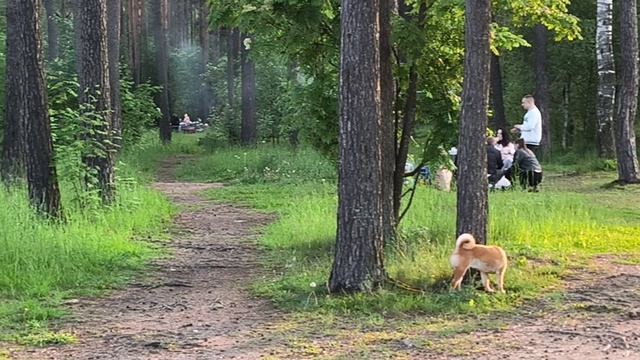 Вечерняя прогулка к пруду. Ферментский пруд. СПб. Парголово.