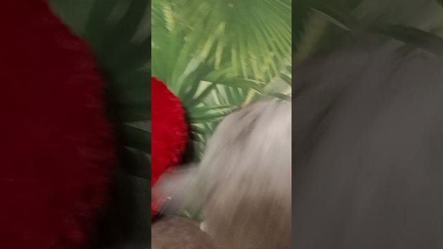 моя кошка Соня.