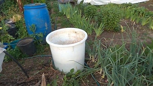 06.07.2024 _ Моя любимая дача