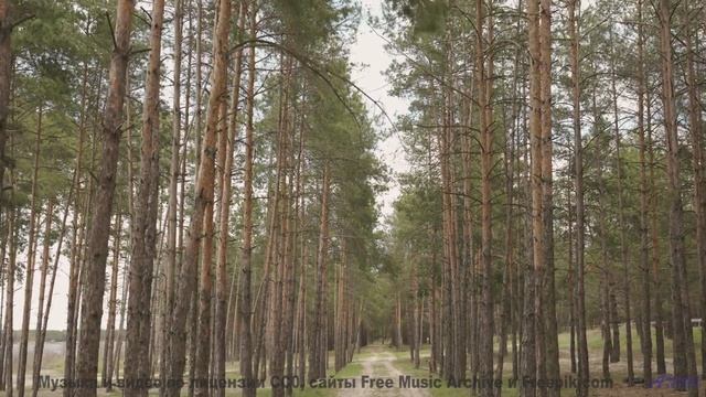 Клип, созданный блокчейном - технологии меняют искусство! - Bug -- Renata Zeiguer -- Live at WFMU fo