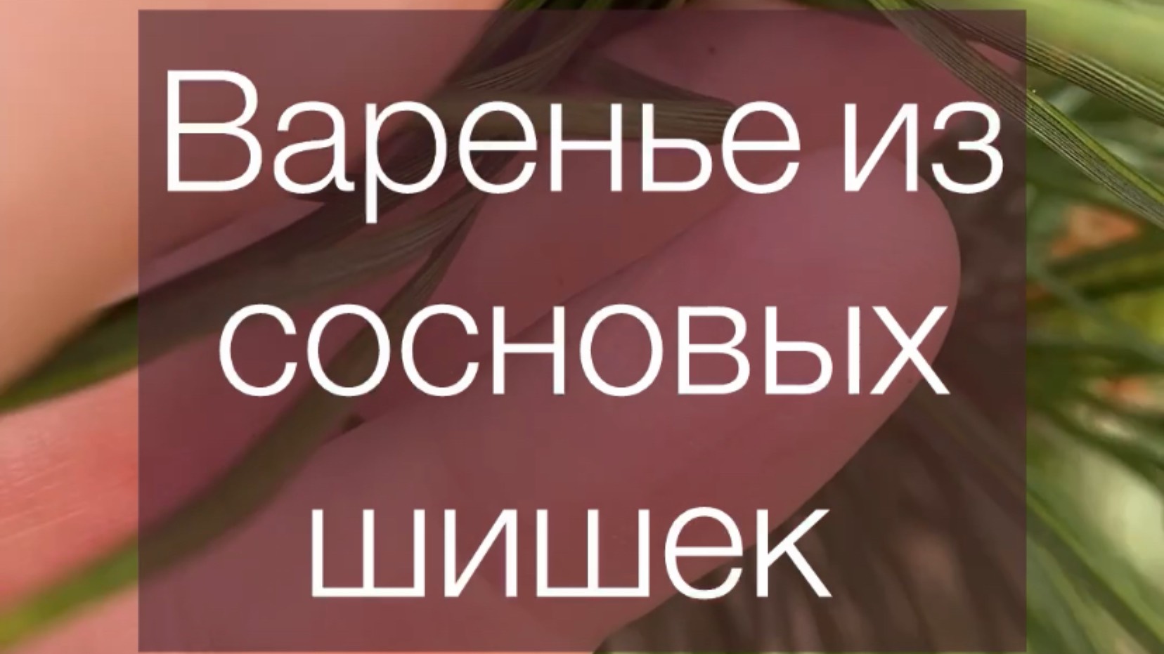 Варенье из сосновых шишек