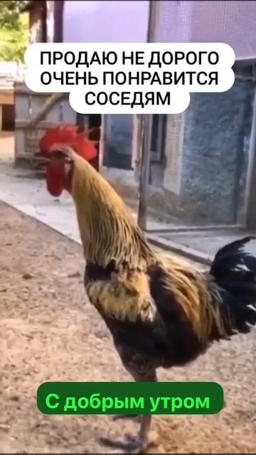Заведи такого(соседи обрадуются)