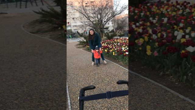 Красота тюльпанов