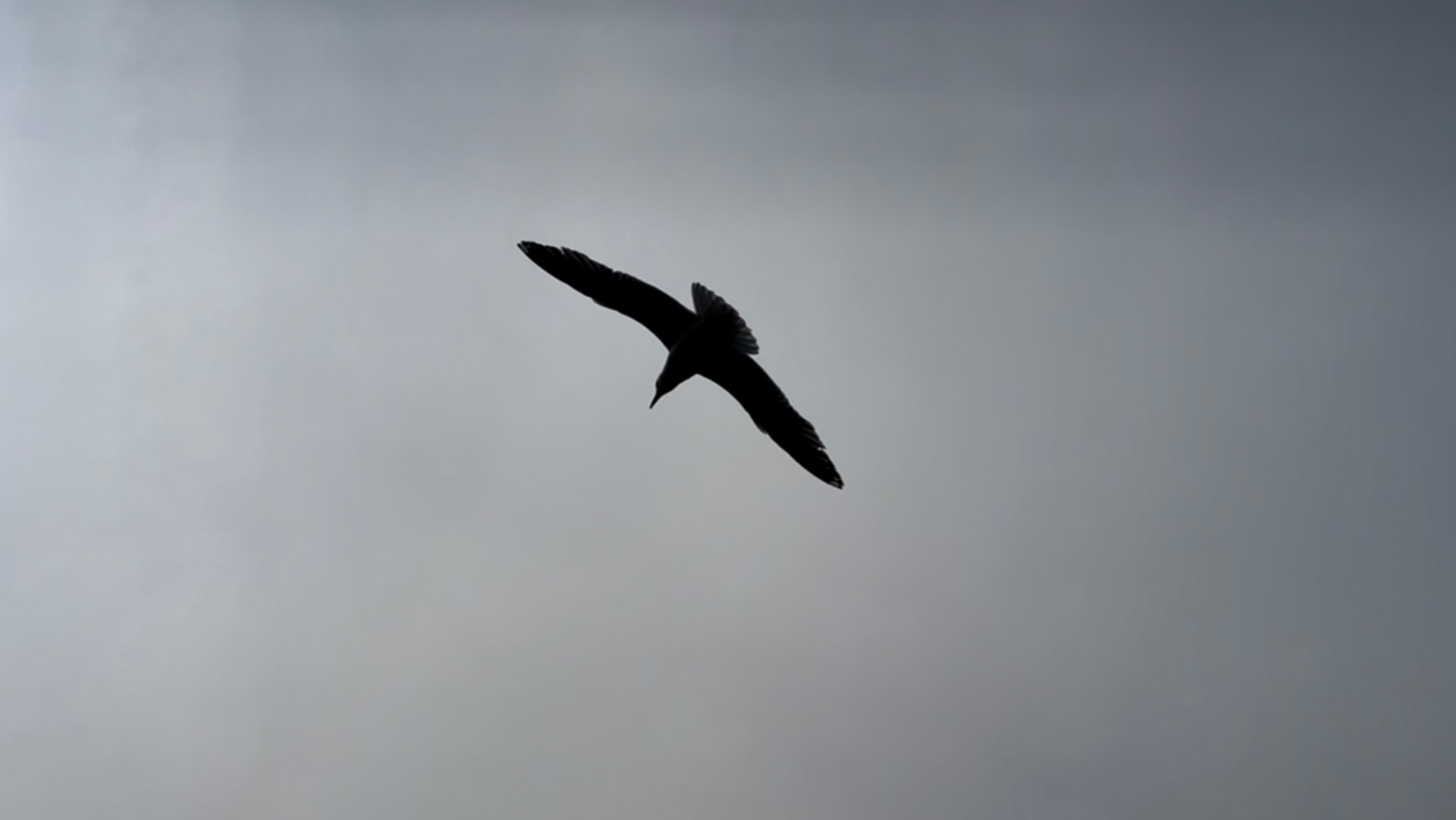 Санкт-Петербург, чайки, сирень, Петропавловская крепость