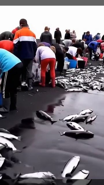 На дальнем Востоке лосось сам выпрыгивает из воды! А цены в магазинах не падают 🤣