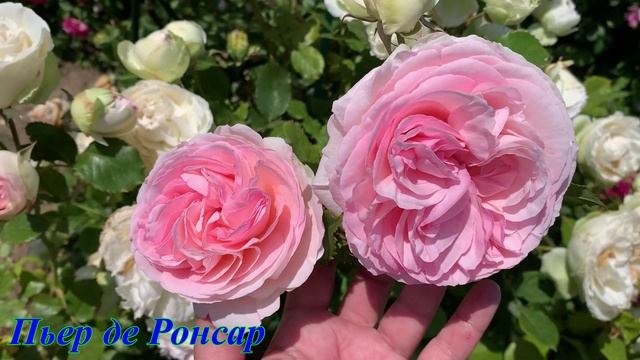 09.06.2025 Цветы