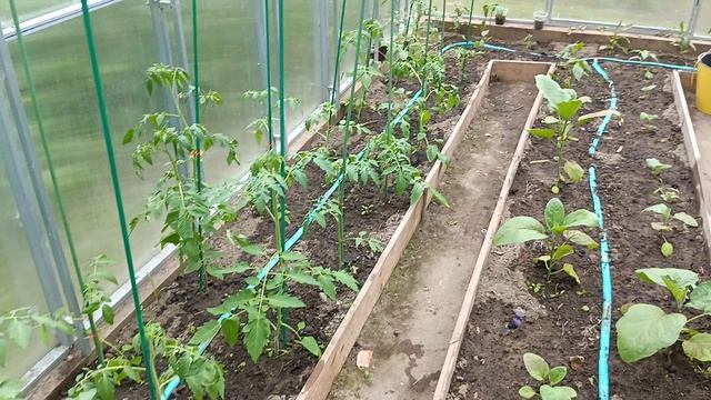 07-06-2025 чем я удобряла томаты, перцы, огурцы и баклажаны в теплице.