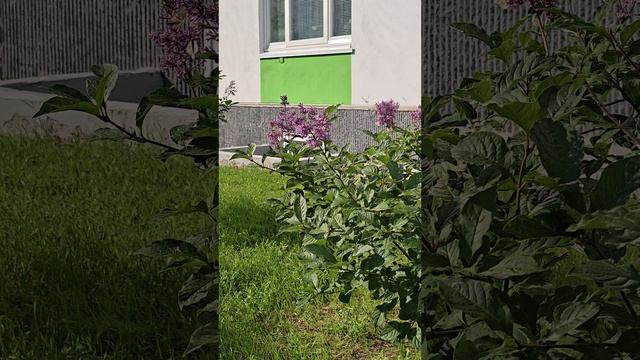Смотрим бабочек 🦋  в 4К.mp4