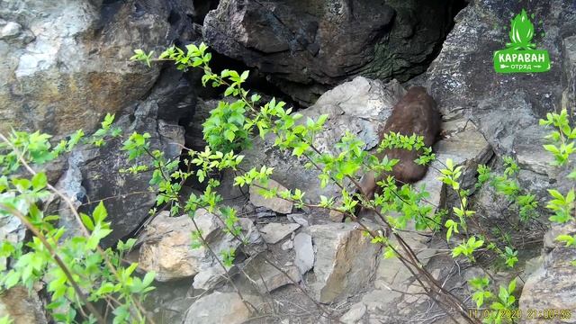 Животные Рудинской горы