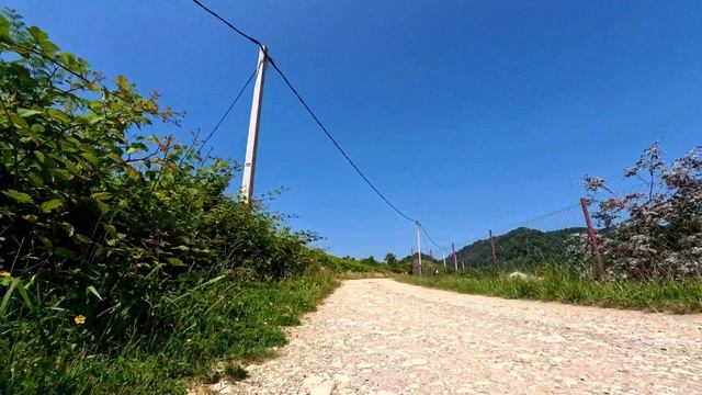 Что видит бешенная собака 🐕, которой семь вёрст не крюк...
