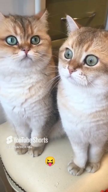 Очень умные и дружелюбные животные.😊