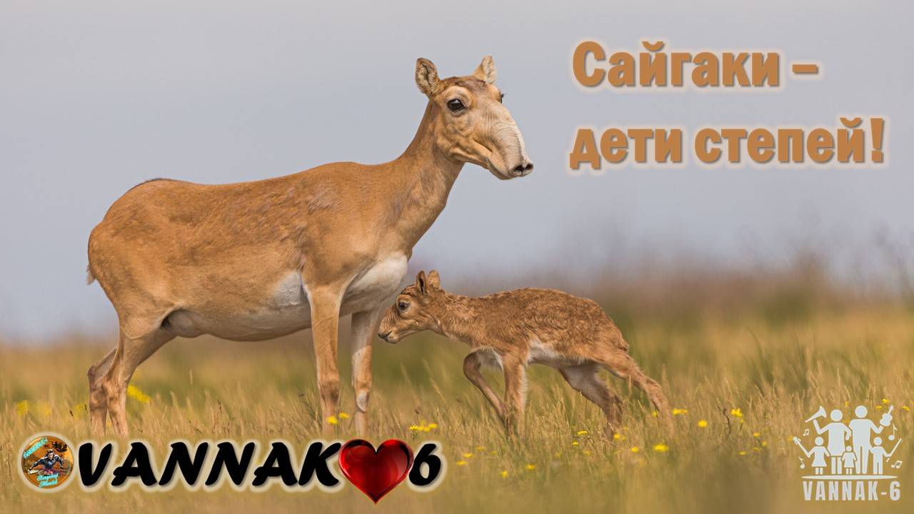 Сайгаки – дети степей!
