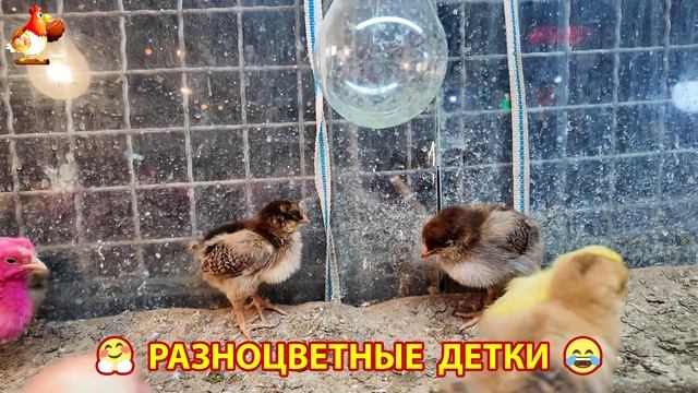 Цыплята и утята милые пушистики растут на радость хозяину (32)