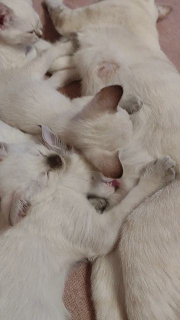 Котята это всегда милота