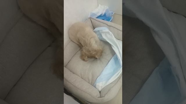 Пёсик завут Дарси