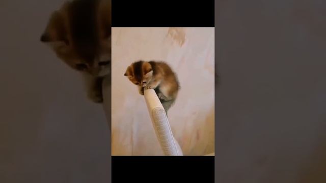приколы