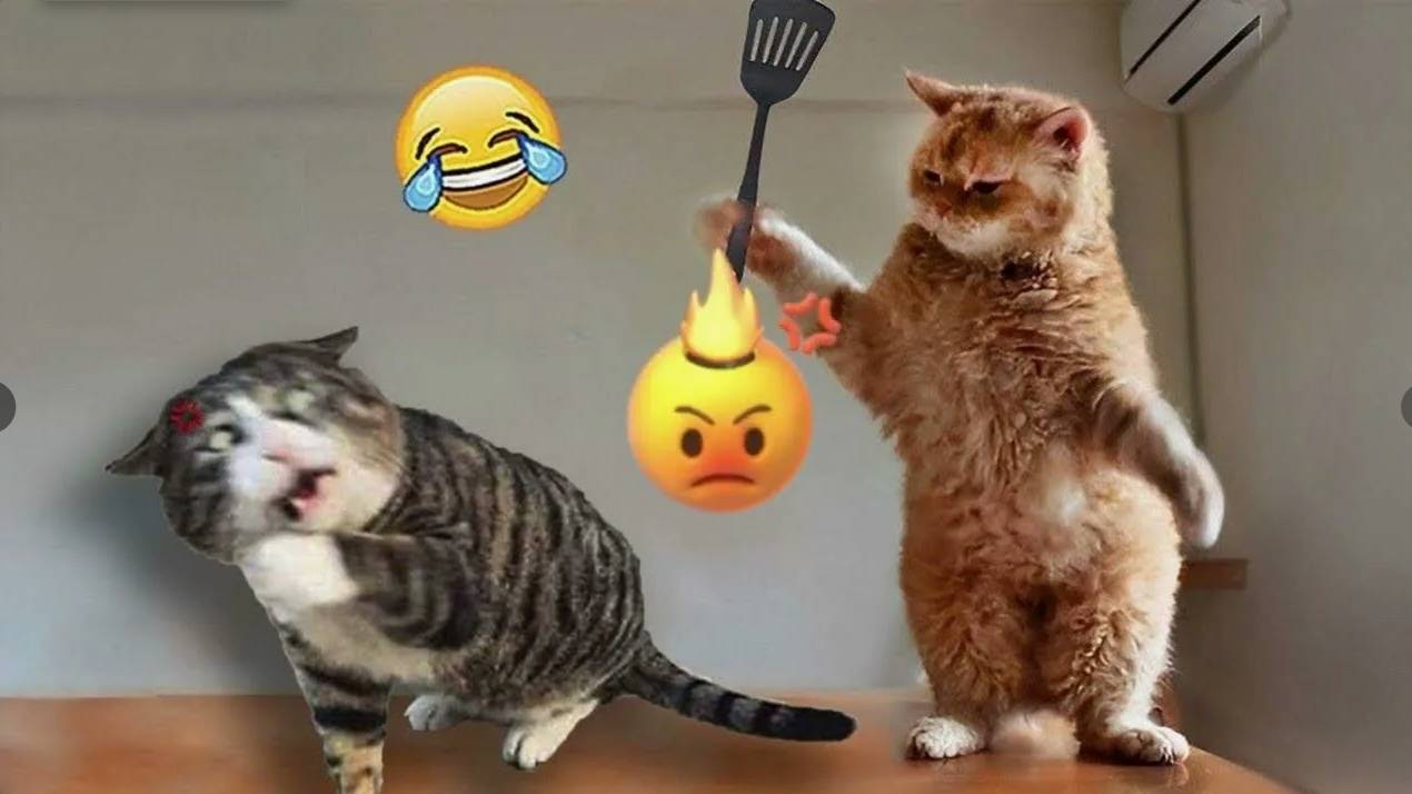 ПРИКОЛЫ С ЖИВОТНЫМИ ДО СЛЕЗ  СМЕШНЫЕ КОТЫ ЛУЧШИЕ ПРИКОЛЫ С КОТАМИ, СОБАКАМИ, КОТИКИ, СОБАЧКИ