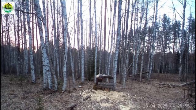 Пара волкóв в заповеднике "Кивач". 28.04.2025