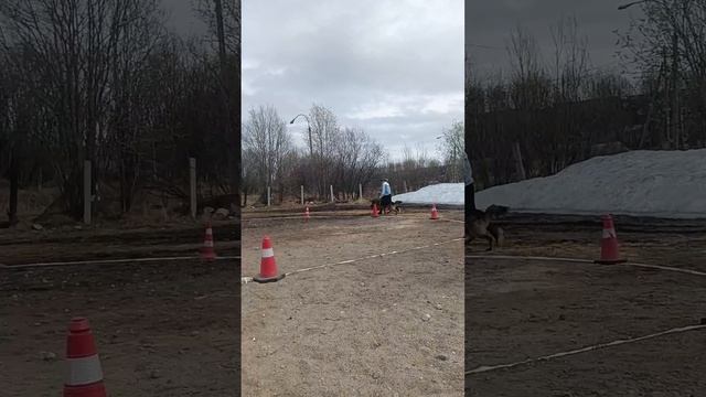 ПОДРОСТКИ КОБЕЛИ ДШ / КЧК МУРМАНСК 25 мая`25 М.Коваленко Моно немецких овчарок