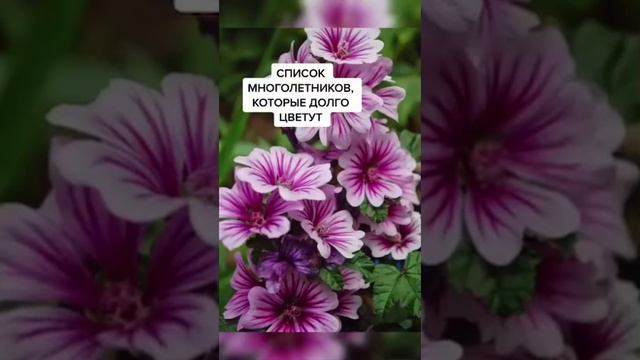 Список многолетников которые долго цветут