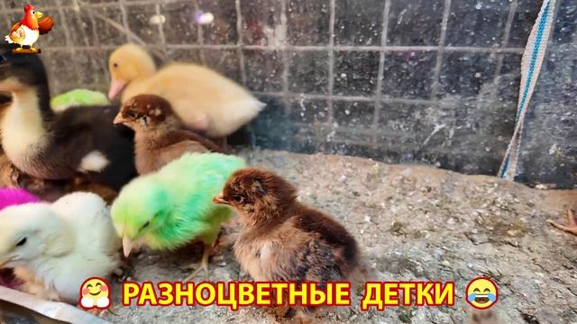 Цыплята и утята милые пушистики растут на радость хозяину (31)