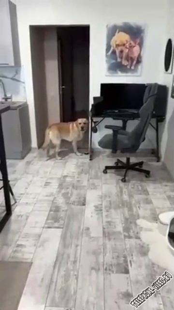 ВСЁ ПОНИАЕТ