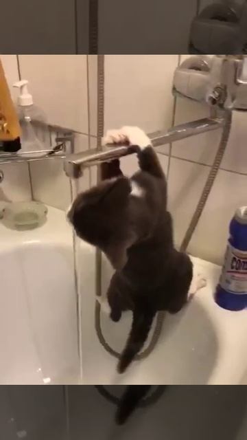 Кот повис на кране Вода Ванная Форт Боярд