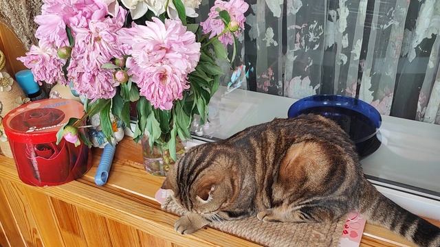 Кто жуёт цветы🌸🌺🌻🌹🌷🌼💐? 😸