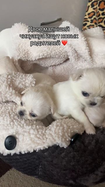 Двое щенков чихуахуа свободны ❤️