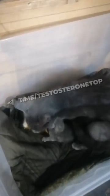 ШОК! БЛИНДАЖНАЯ КОШКА СХВАТИЛА УТЁНКА ЧТОБЫ... Положить его к своим котятам и обнять)