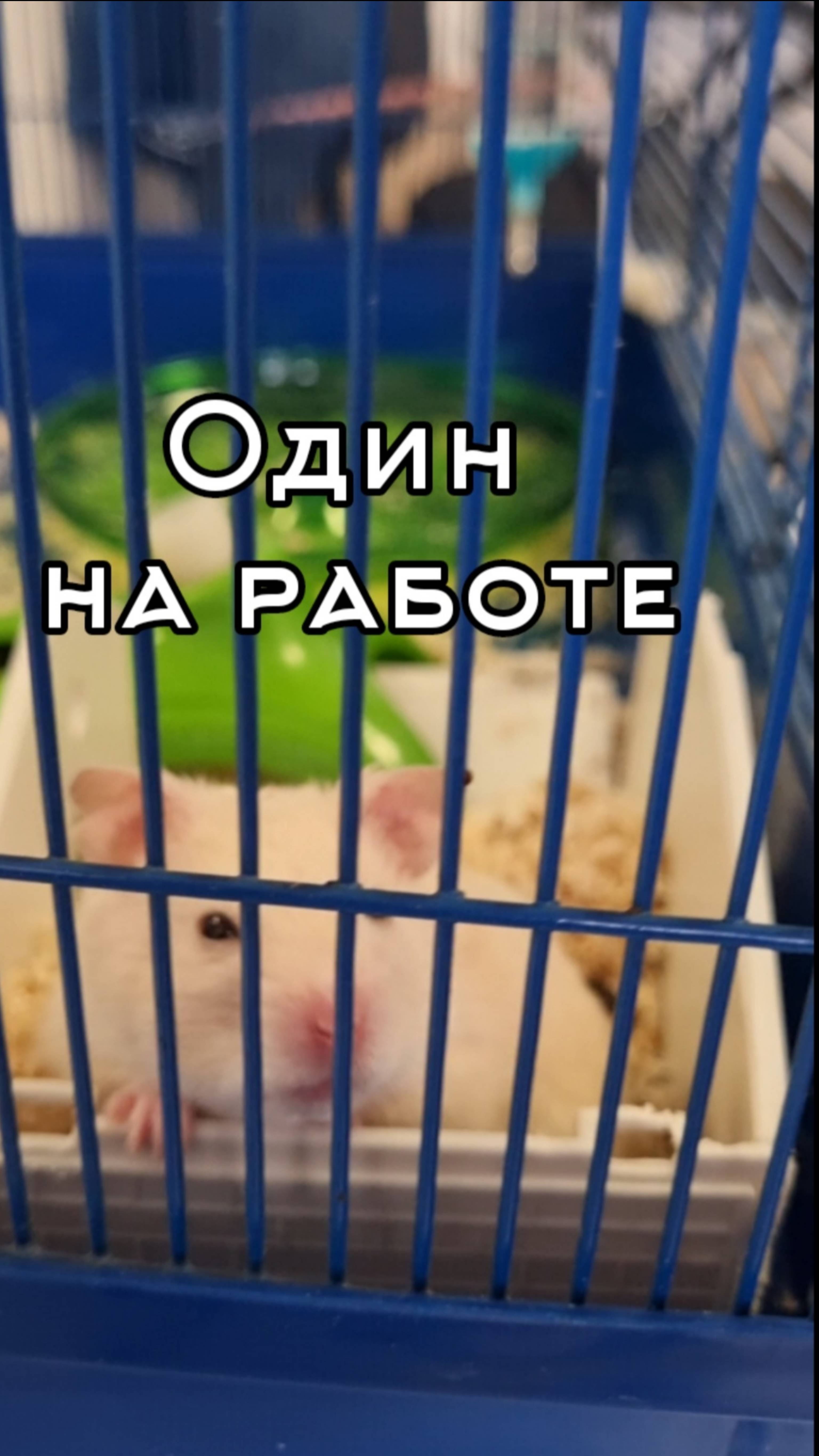 Один на работе. Хомячек разбушевался