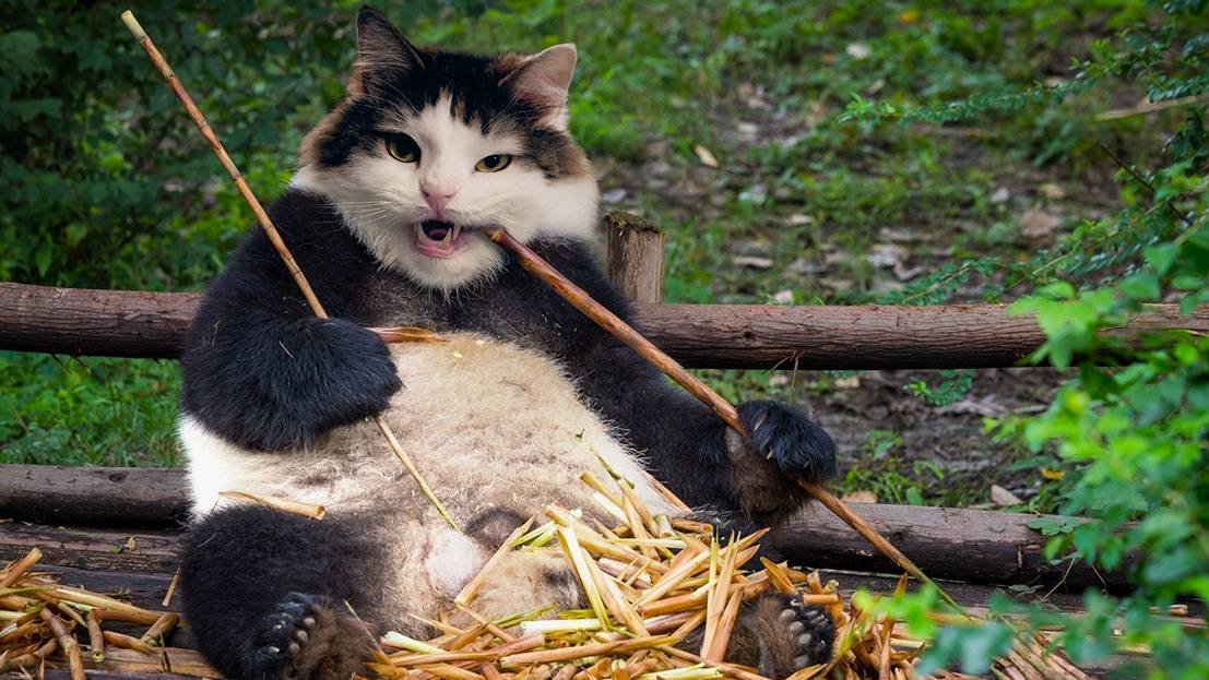 ПРИКОЛЫ С ЖИВОТНЫМИ ДО СЛЕЗ  СМЕШНЫЕ КОТЫ ЛУЧШИЕ ПРИКОЛЫ С КОТАМИ, СОБАКАМИ, КОТИКИ, СОБАЧКИ
