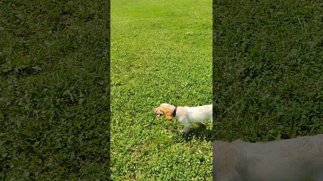 Тренировка челнока.mp4
