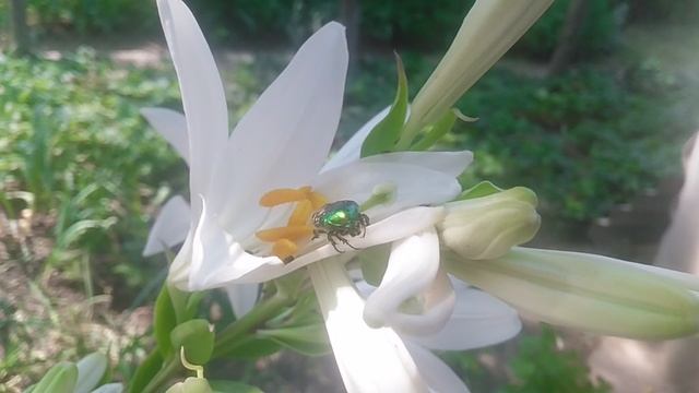 VID_20250606_100438