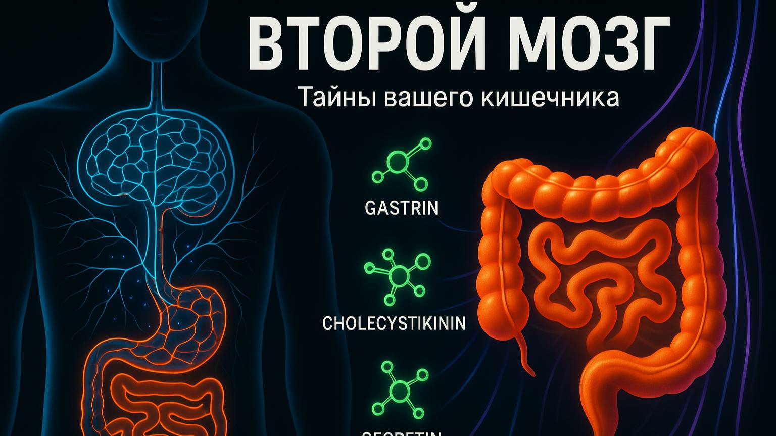 Второй мозг в животе